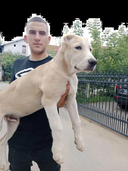pastore dell'asia centrale cuccioli in vendita | Foto 2