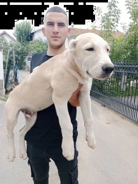 pastore dell'asia centrale cuccioli in vendita | Foto 1