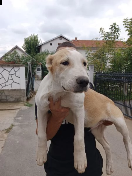 pastore dell'asia centrale cuccioli in vendita | Foto 0