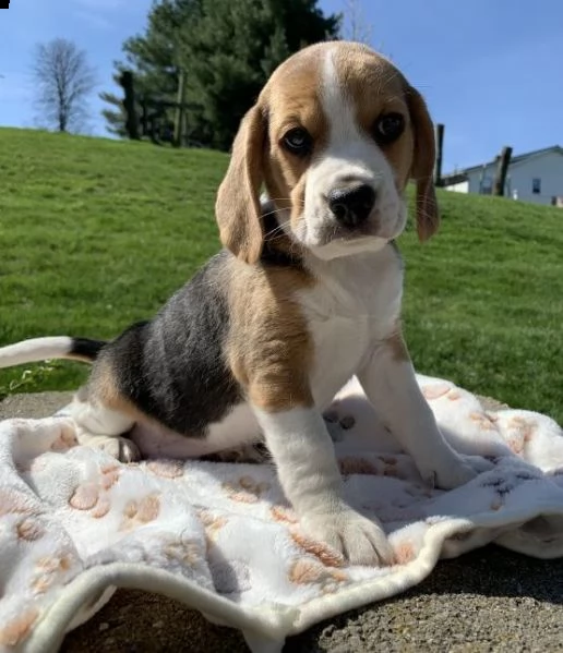 regarlo beagle cuccioli bellissima cucciolata cerca nuova famiglia, 4 maschi e 3 femmina, 60 gg, tut