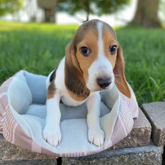 regarlo beagle cuccioli
