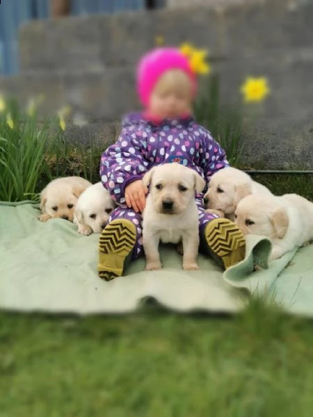 bello labrador , maschio e femmina, in regalo