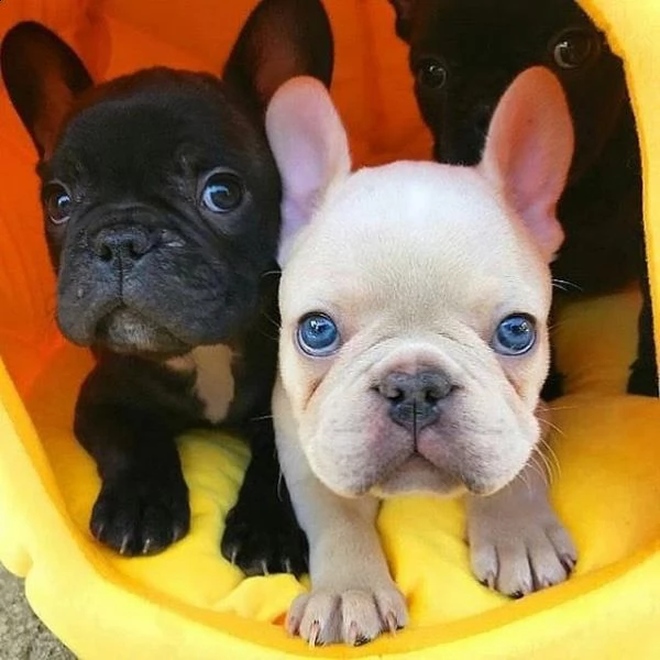 2 fantastici cuccioli di bulldog francese in vendita