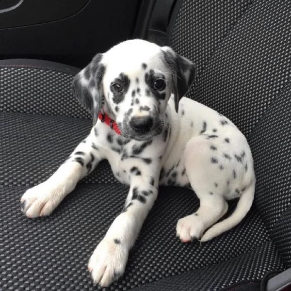 regalo dalmata meravigliosi ! 
