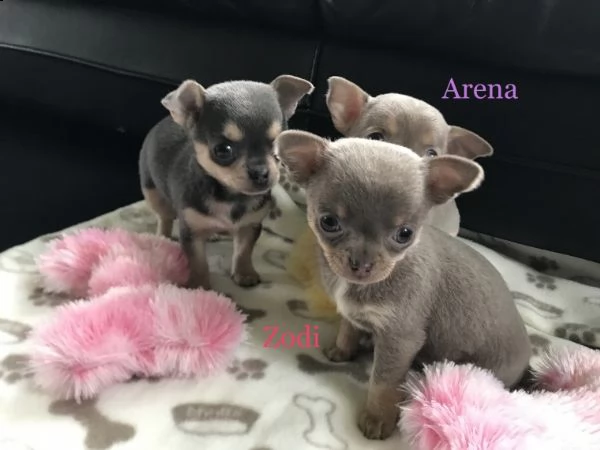 regalo cuccioli di chihuahua mini toy