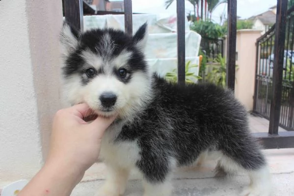 simpatici cuccioli di husky siberiano ora | Foto 3