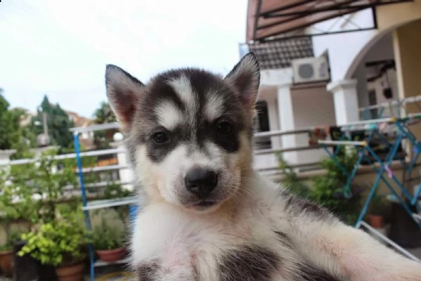 simpatici cuccioli di husky siberiano ora | Foto 0