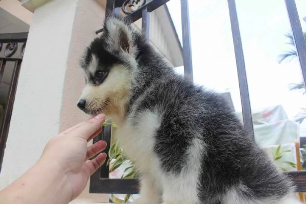 prossimi cuccioli di husky siberiano 4 vendita | Foto 3