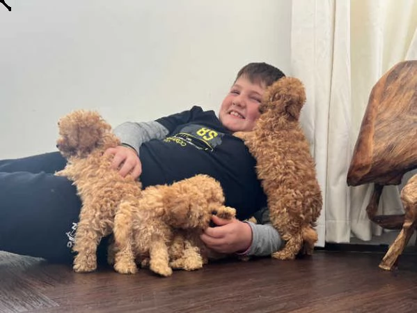 barboncino cuccioli | Foto 1