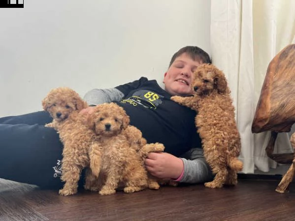 barboncino cuccioli | Foto 0