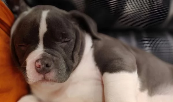 Cuccioli american bully | Foto 6