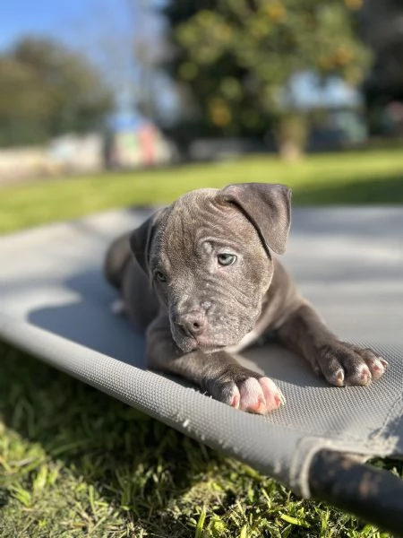 Cuccioli american bully | Foto 5