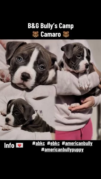 Cuccioli american bully | Foto 4