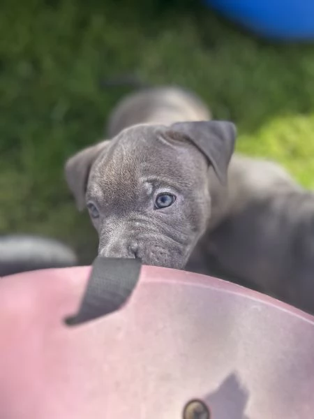 Cuccioli american bully | Foto 3