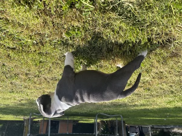 Cuccioli american bully | Foto 2