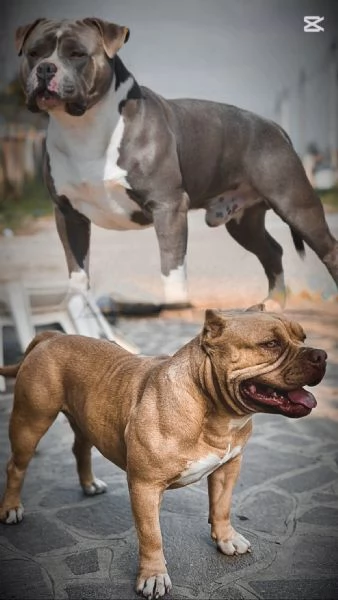 Cuccioli american bully