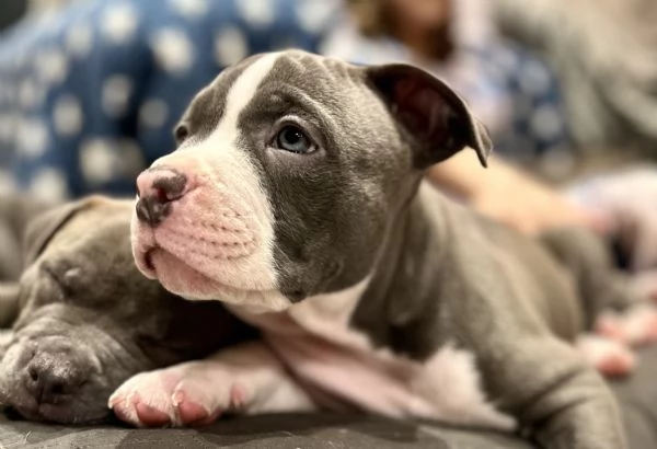 Cuccioli american bully | Foto 1