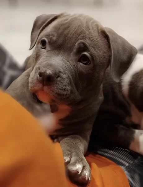 Cuccioli american bully | Foto 0