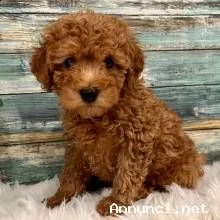 cuccioli di barboncino maschio femmina