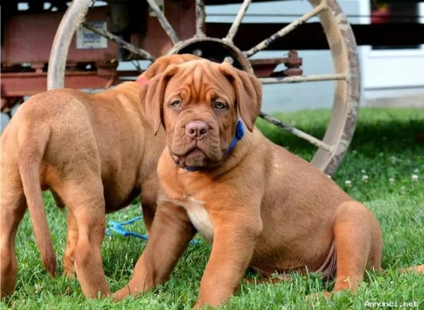 cuccioli dogue de bordeaux 