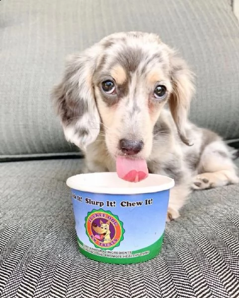 cuccioli di bassotto a pelo lungo | Foto 3