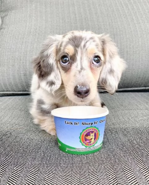cuccioli di bassotto a pelo lungo | Foto 0