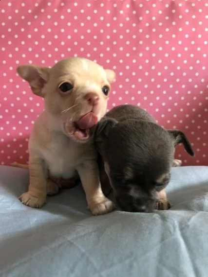regalo cuccioli dolce e bella chihuahua toy...