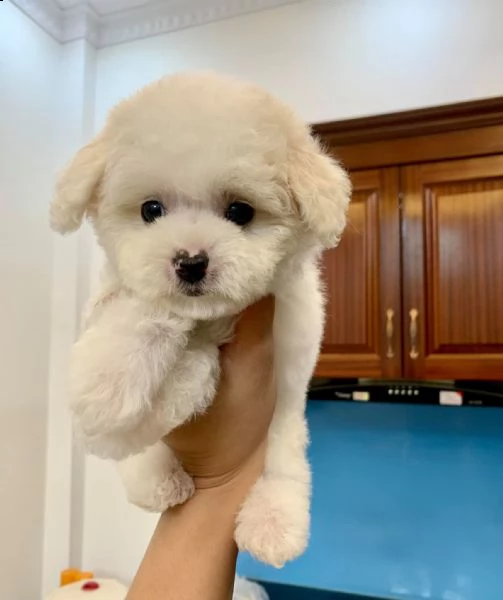 due cuccioli di barboncina toy