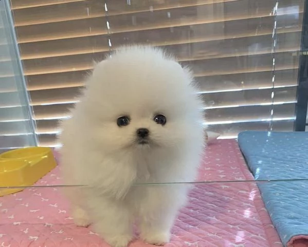 regalo pomerania cuccioli (maschio e femmina)