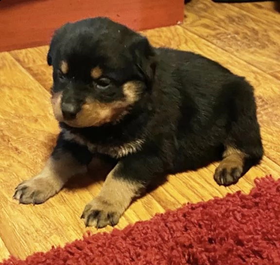 regalo rottweiler  cuccioli con pedigree