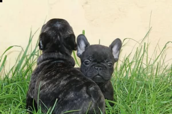 regalo bouledogue francese<~> | Foto 0
