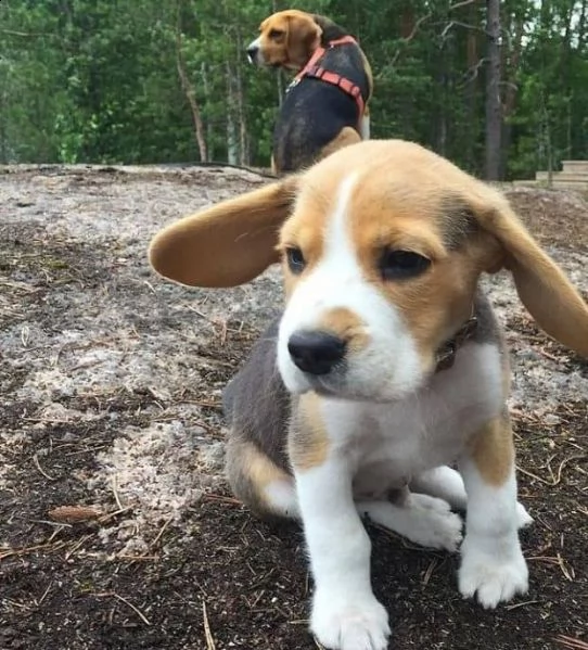 regalo beagle <~>