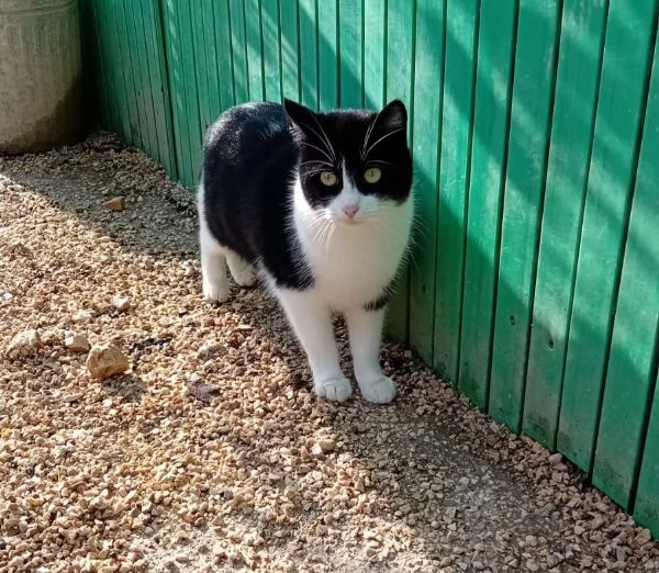 adotta PESCA  | Foto 3