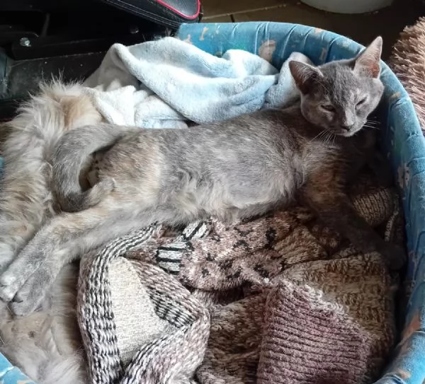 adotta TEMPESTA e BIANCO | Foto 7