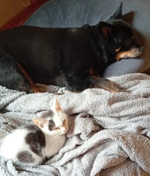 adotta TEMPESTA e BIANCO | Foto 5