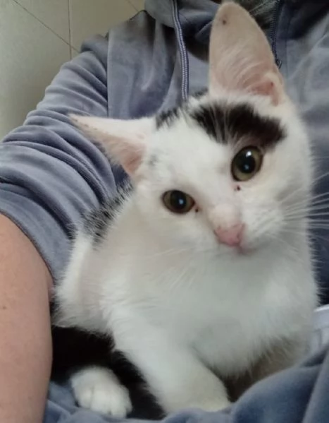 adotta TEMPESTA e BIANCO | Foto 3