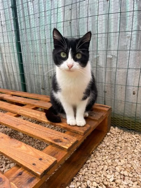 adotta PESCA  | Foto 2