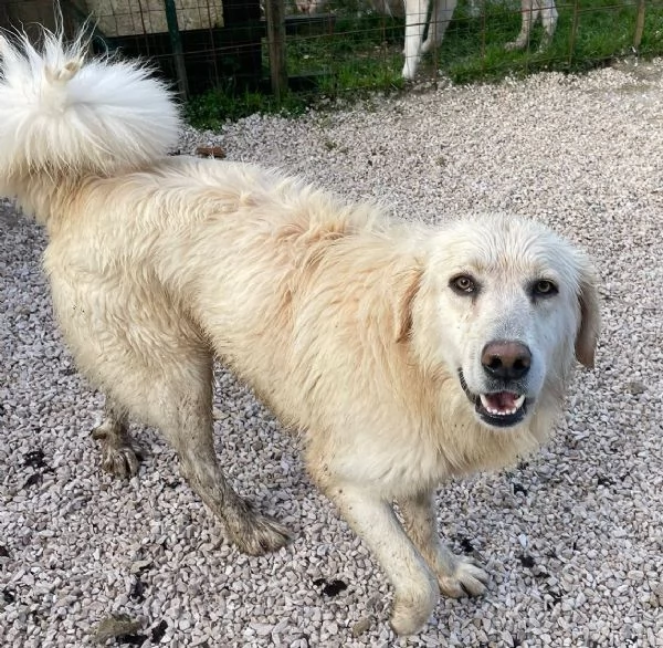 LO SPLENDIDO LUCKY | Foto 0