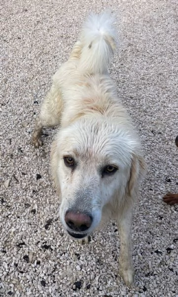 LO SPLENDIDO LUCKY
