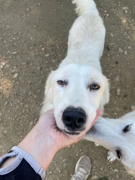 ADOTTA OSLO | Foto 5