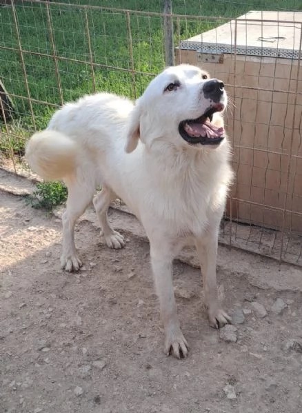 ADOTTA OSLO | Foto 3