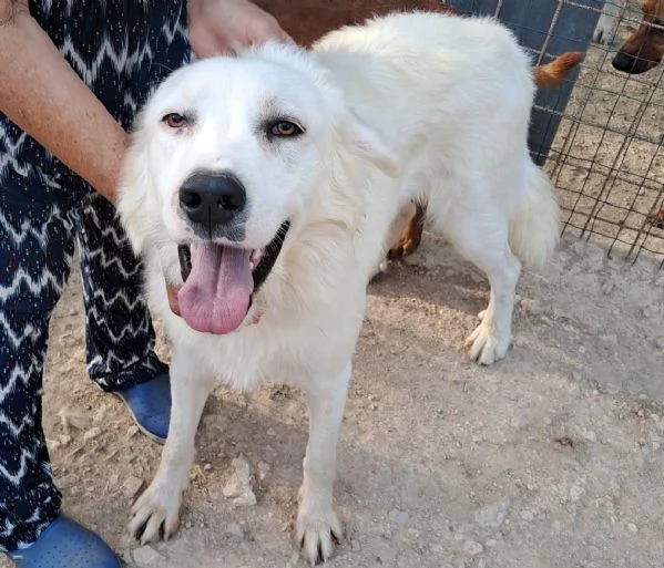 ADOTTA OSLO | Foto 1