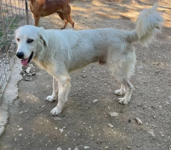 ADOTTA OSLO | Foto 0