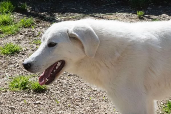 IL TENERISSIMO DEMYR | Foto 6