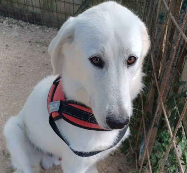 IL TENERISSIMO DEMYR | Foto 5