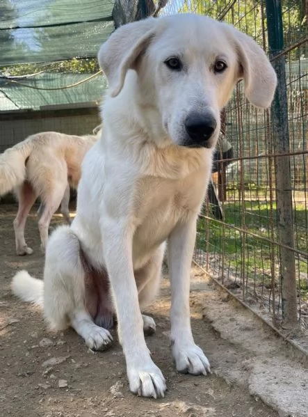 IL TENERISSIMO DEMYR | Foto 4