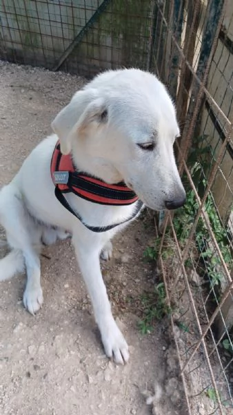 IL TENERISSIMO DEMYR | Foto 3