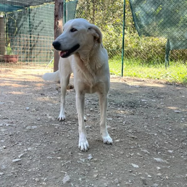 SOS DOLCE ZULEYA | Foto 4