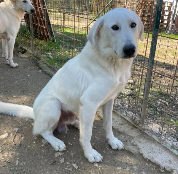 IL DOLCISSIMO DEMYR | Foto 4