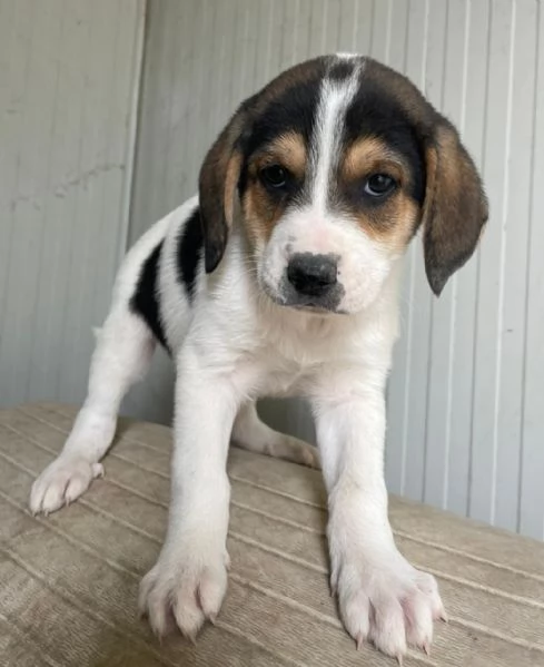 TENERE SORELLINE MIX SEGUGINE | Foto 4